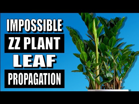 ZZ Plant Propagation From Just a Few Leaves