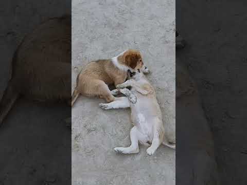 कुत्तों का साम्राज्य 🐕| #dog #trending #viralvideo #youtubeshorts #trendingshorts #shorts #gameplay