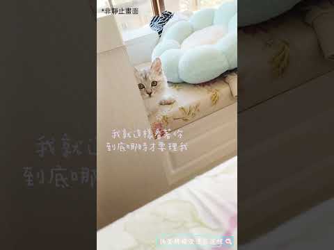 我就這樣靜靜看著你...｜金吉拉MoMo