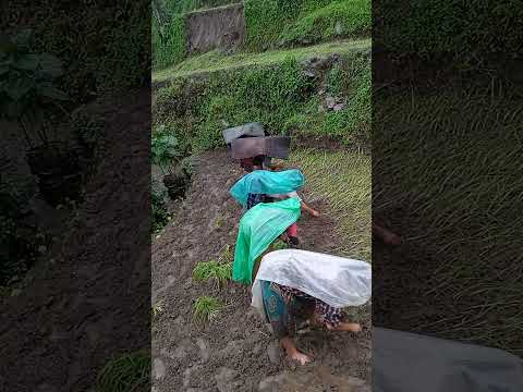 हामी गाउँ तिर कोदो रोपदै हामी #villagelife #shorttrending #virolvideos #youtubeshorts #subscribe