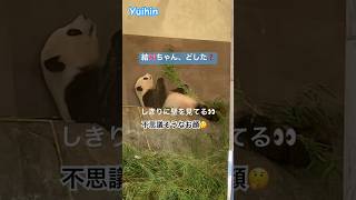 Panda Yuihin, What's wrong?  What do you see ?  Rare video　#shorts #yuihin #panda #アドベンチャーワールド