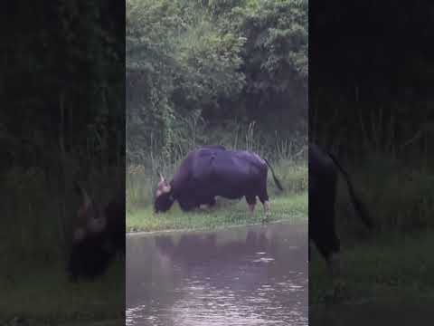 Alipurduar # Bison # Buxa