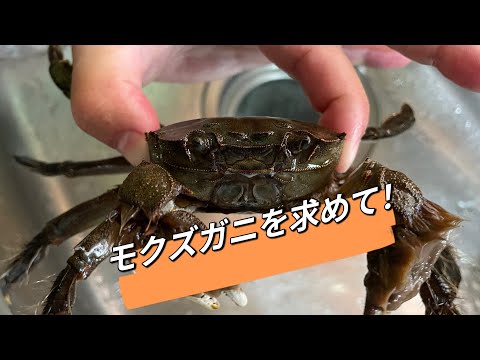 モクズガニを求めて