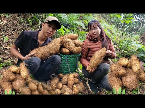 A tiring day for a couple - Harvesting a lot of giant potatoes to bring to the market to sell