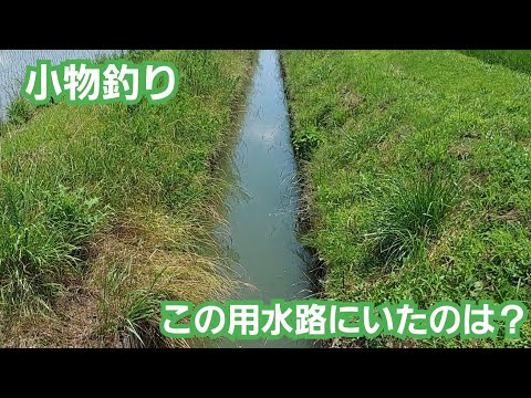 【Micro Fishing】小物釣り　6月の用水路を探索