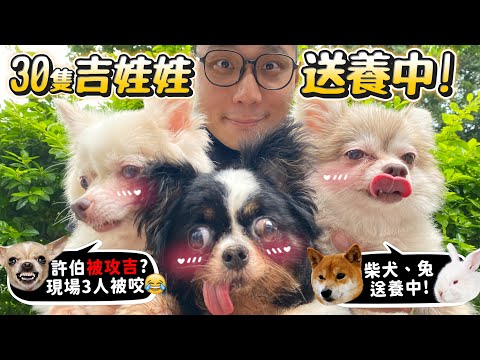 30隻吉娃娃等家中!!柴犬、兔、貂送養!許伯被攻擊!四年後回協會!許伯曾經最愛的還在嗎?【許伯簡芝】