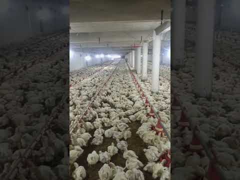 poultry farm #murgifarm #murgipaln #chicken #broilerchickenfarming #poultryfarmbusinessplan