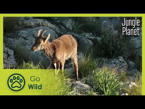 Forests on the Peaks: Andalusian Fir Forest | Jungle Planet 17/26 | Go Wild