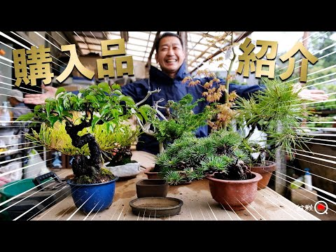 Introduction of items purchased at the Big Bonsai Festival. [Bonsai Q]