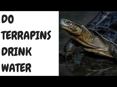 Do Terrapins Drink Water