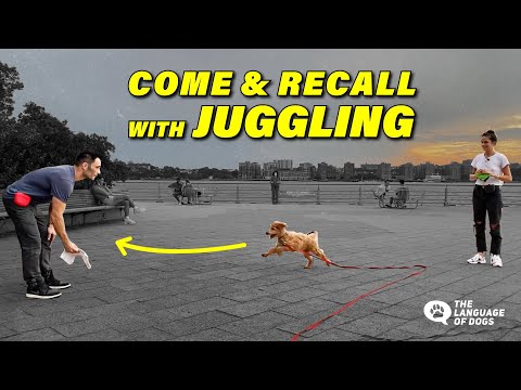 Teach Perfect Come and Recalls W/ Dog Expert Justin Silver