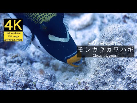 【4K 水中映像】卵を守るモンガラカワハギ / Clown triggerfish / Balistoides conspicillum