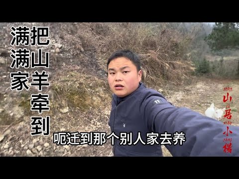 为了搭建鸡圈，也让山羊能发展起来牵到山下的满满家，让他帮忙养【南方小杨】