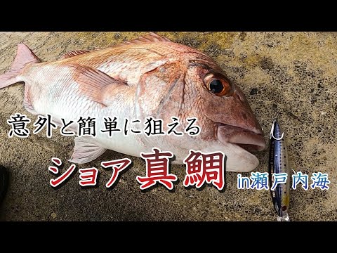 【ショア真鯛釣り】プラグでショアから真鯛を狙って釣りしてみました