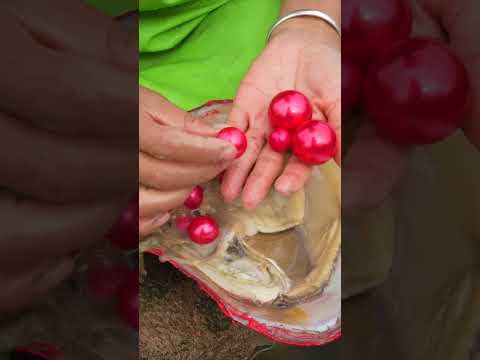 Red mutated giant river clam # Pearl # Red Pearl