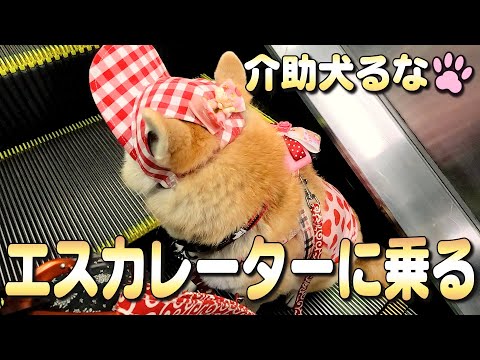 【柴犬介助犬】エスカレーターに乗る［柴犬介助犬るな］