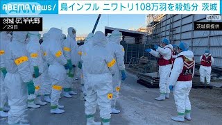 茨城・八千代町の養鶏場で鳥インフル感染確認　約108万羽のニワトリを殺処分(2024年12月29日)