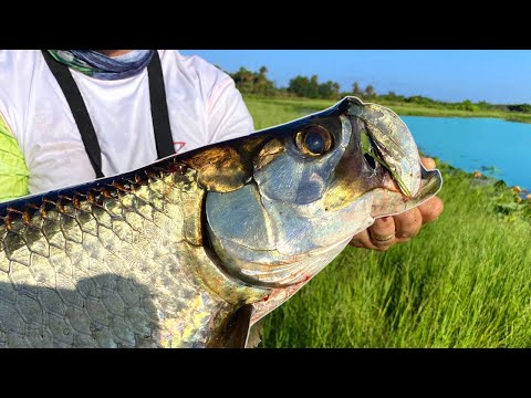 We Went BACK! Tarpon Fishing a SECRET Tiny Pond