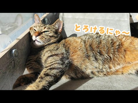 4猫と夫婦の休日～初冬の陽だまりでポカポカ日向ぼっこ　947話