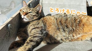 4猫と夫婦の休日～初冬の陽だまりでポカポカ日向ぼっこ　947話