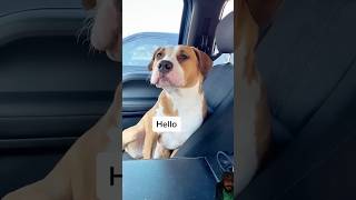 Smart dogs🐶😍 #trending #shorts #viralvideo #petlovers