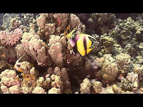 Longfin Bannerfish   Small Giftun Island