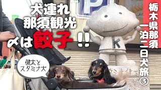 【犬連れ栃木那須旅行】犬連れ観光スポットをめいっぱい楽しむ！栃木県那須一泊二日わんこ旅③旅するペットショップの売れ残りと元保護犬