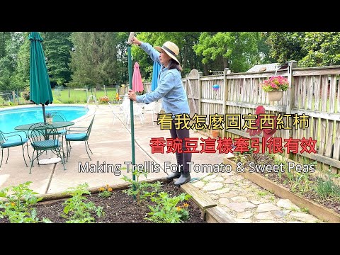 【園藝】看我是怎樣固定西紅柿的｜這樣牽引香豌豆很有效｜Making Trellis For Tomato & Sweet Peas