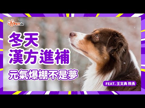 冬天漢方進補🌿元氣爆棚不是夢🌟 Feat. 王文典院長【哈寵小學堂】｜#哈寵PETube 第309集