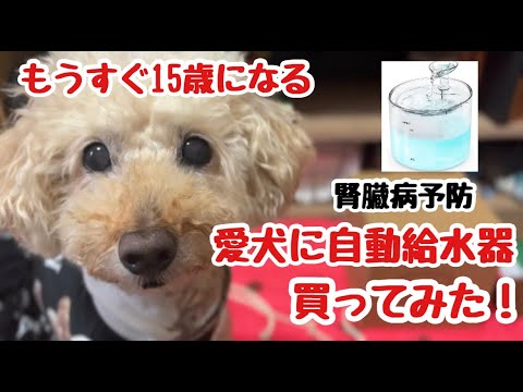 【腎臓病予防】もうすぐ１５歳になる愛犬に自動給水器を買ったらこうなりました❣