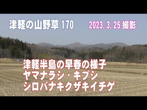 津軽の山野草170(津軽半島の早春の様子、ﾔﾏﾅﾗｼ、ｷﾌﾞｼ、ｼﾛﾊﾞﾅｷｸｻﾞｷｲﾁｹﾞ)