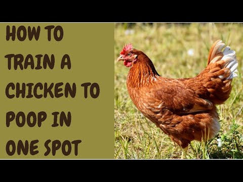 How To Train A Chicken To Poop In One Spot