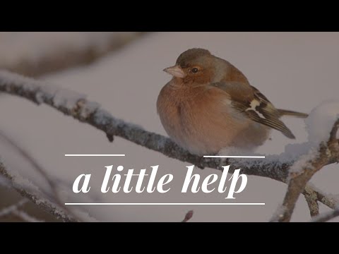 Helping the BIRDS - Heavy snow in the middle of Spring 🥶