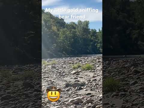 Vermont gold prospecting with my little bear buddy. #MotherNature #Gold #Vermont #Blackbear ￼#Rocks￼