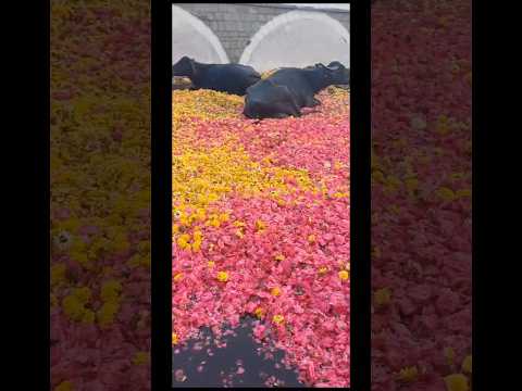 Buffaloes Sleeping In Flower Beds #buffalo #flowerbed