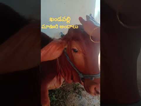 Sankranthi godavari jillalu#ytshorts#viralvideo#shortsfeed#subscribe#village#villageshorts