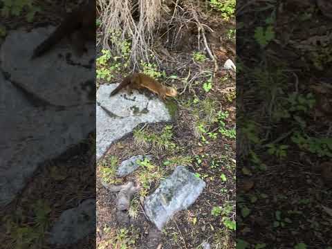 Cute Weasel crosses path and squeaks - Rocky Mountain National Park - Bear Lake Corridor