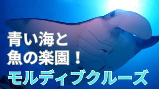 【海外旅行記！】モルディブ5日間ダイビングツアー！飲んで寝てダイビング三昧の楽園