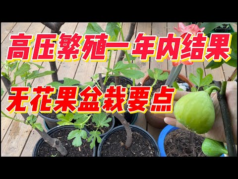 无花果高压繁殖一年内结果盆栽要点。（点击CC观看字幕）