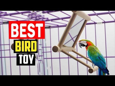 ✅Top 5 Best Bird Toy in 2023