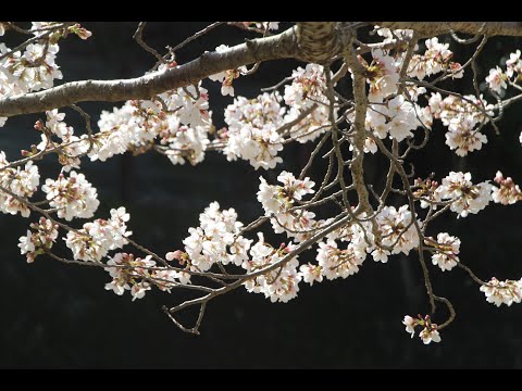 2024年 裏山のさくら / さくらさくら & 花は咲く