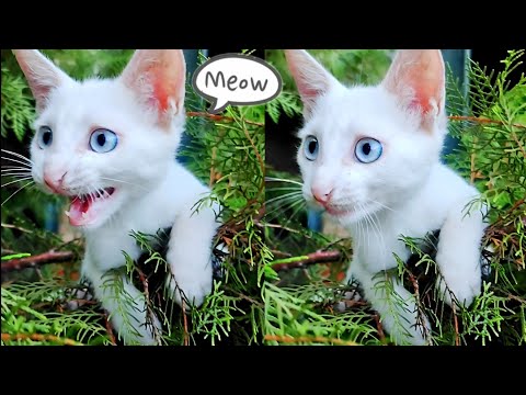 Cute Cat Meowing Sounds | Cat Sound Meow | Cat Voice