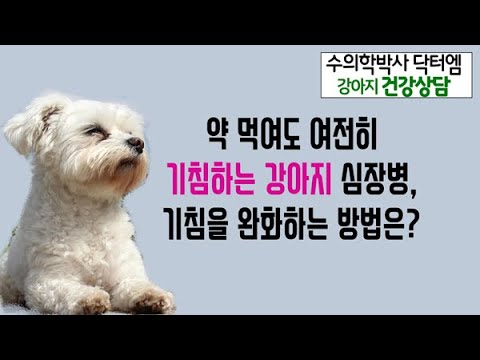 11살 말티즈 강아지 약을 먹여도 기침이 호전되지 않는데, 기침을 완화하는 방법은?