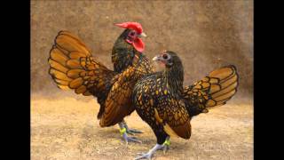 Beauty of Heritage Chickens video