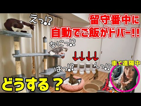 4匹の子猫の留守番中の様子が可愛すぎて悶絶しました【Homerunpetのスマートペットフィーダー】