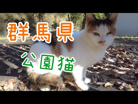 片目の三毛ちゃん可愛いな【群馬県】【2024紅葉の季節】【公園猫】