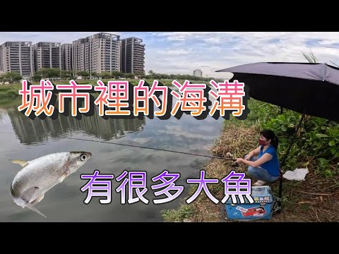 城市裡的海水溝 虱目魚真兇 整支魚竿被拖下去 裡面海水魚淡水魚都有