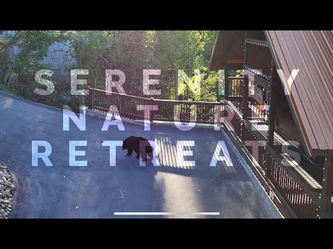 We Saw A Bear at This Nature Retreat in Tennessee!