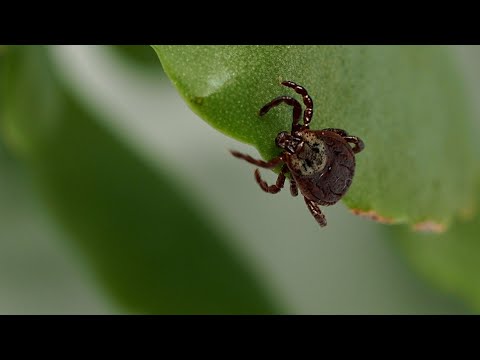 Can ant pheromones protect you from ticks?