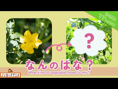 【17種類】なんの野菜の花かな？知育動画【赤ちゃん・子供向け】What kind of vegetable flower is this?